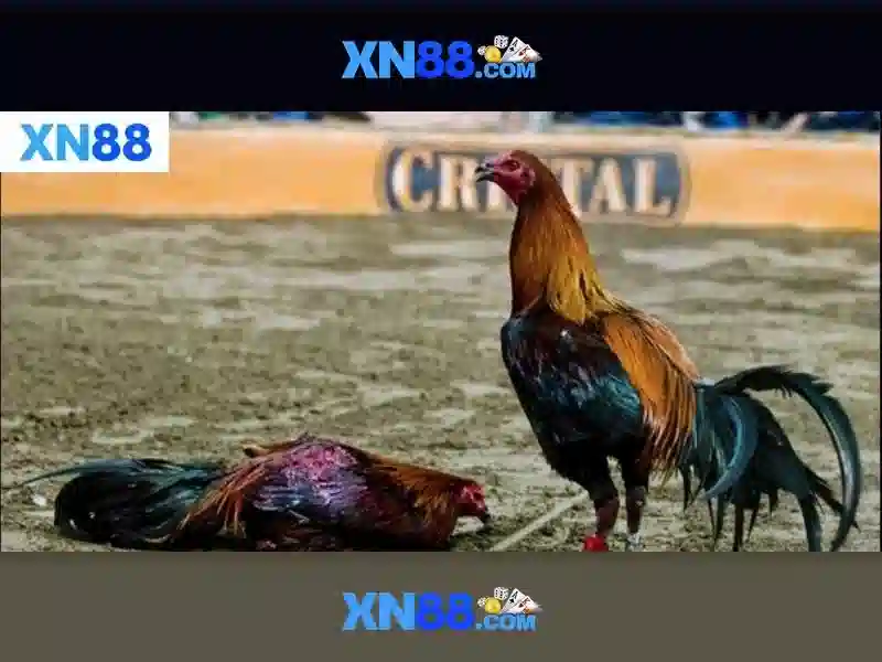 xn88 còn: hành trình đột phá và trải nghiệm tối ưu