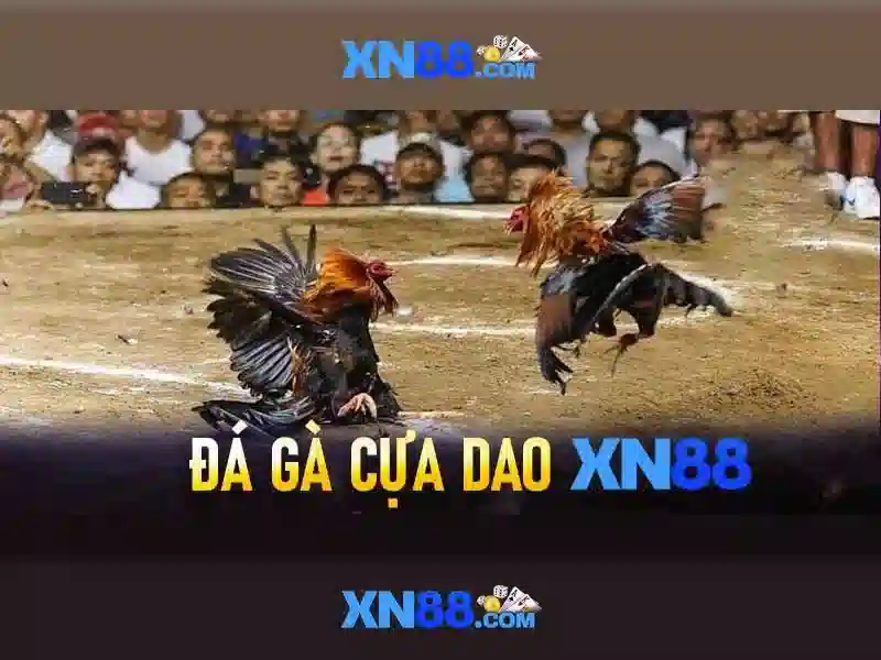 xn88: Tổng quan về nền tảng giải trí trực tuyến và cược trực tuyến