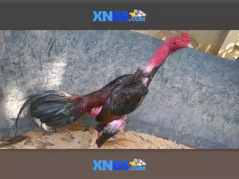 https://corpobellomedicalspa.com.co/images/text/xn88/xn88-text2603121021.webp Cách đăng ký và nhận thưởng