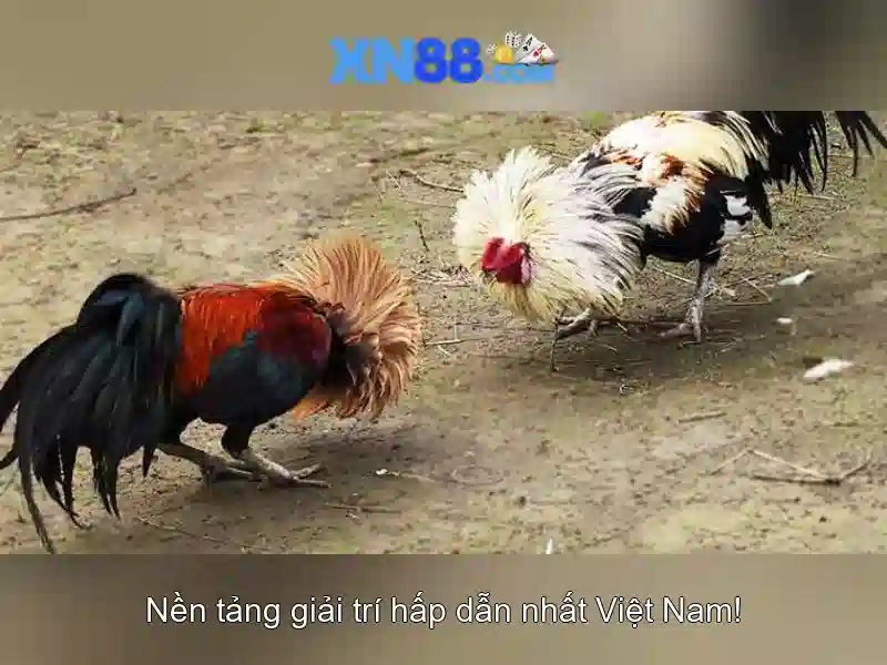 An toàn và trách nhiệm khi tham gia