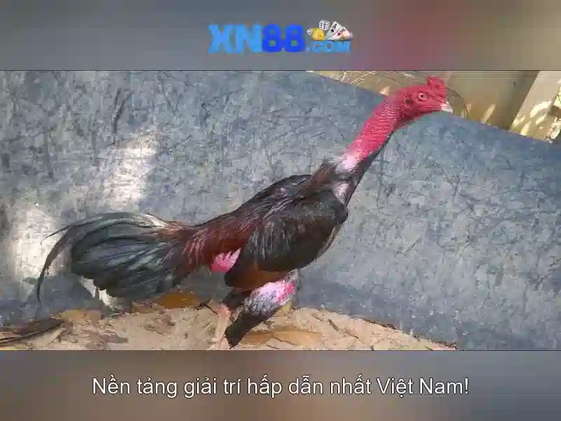 Tính năng nổi bật\n