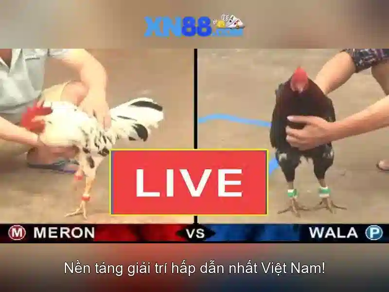 XN88: Nền tảng giải trí và cá cược trực tuyến an toàn Giao diện nhà cái hoàn hảo